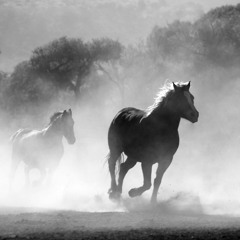 Sugar Horse
