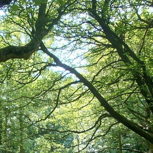 Then Daylight (for feedback)
