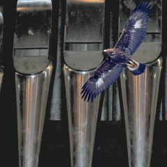 LA LIBERTE DE L'AIGLE-Les grues Les oies