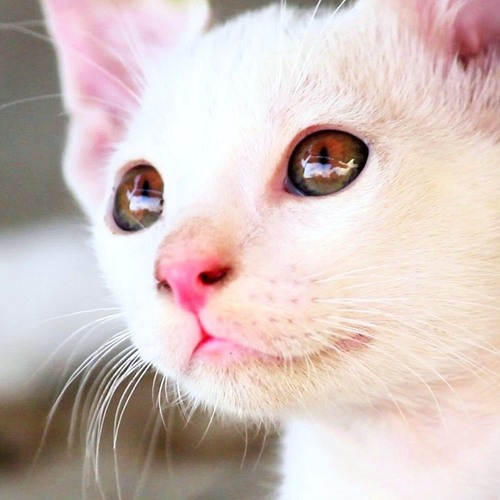 kittens meowing sound
