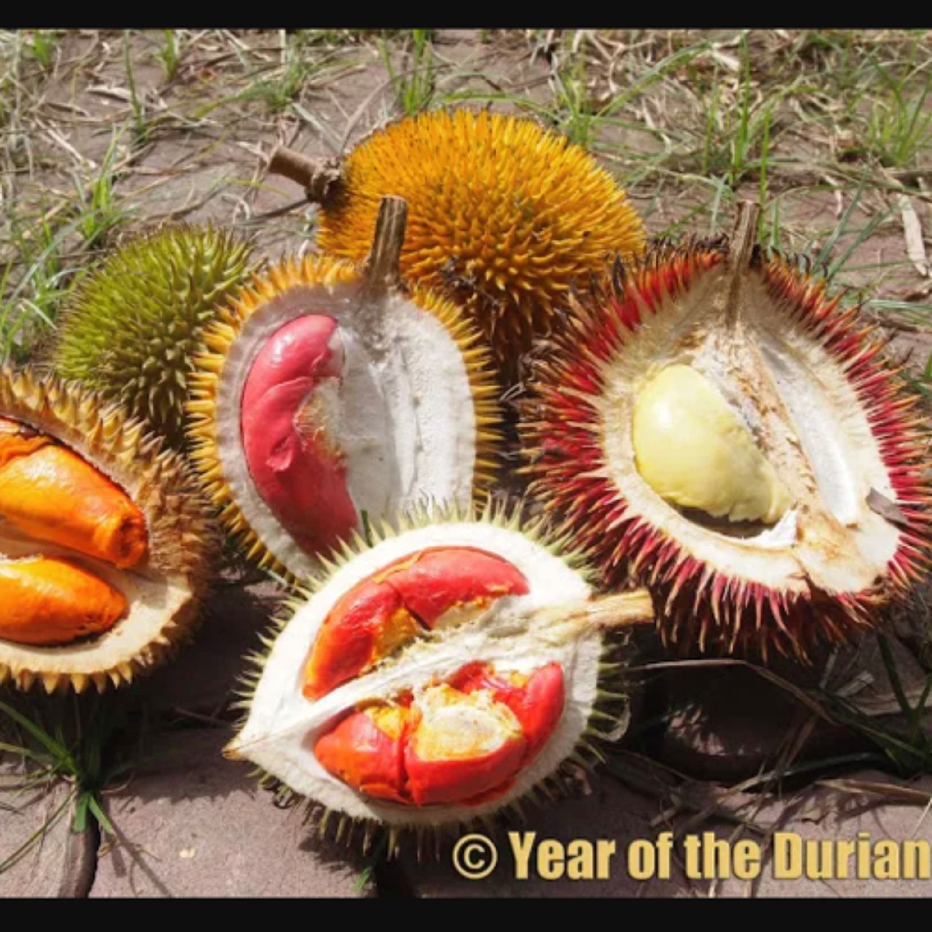 The Durian Witches