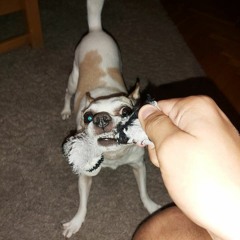 BRUTÁLIS KATTOGÓS ROTYOGÓS CORONITA 2020