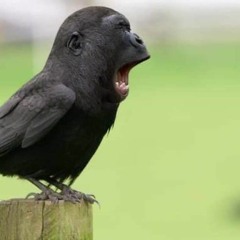 LAVENDER BUDS (The Only Reason) [PROD. MF DOOM]