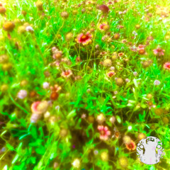 TOUCH THE SUN (prod jettygas & sqweezey)