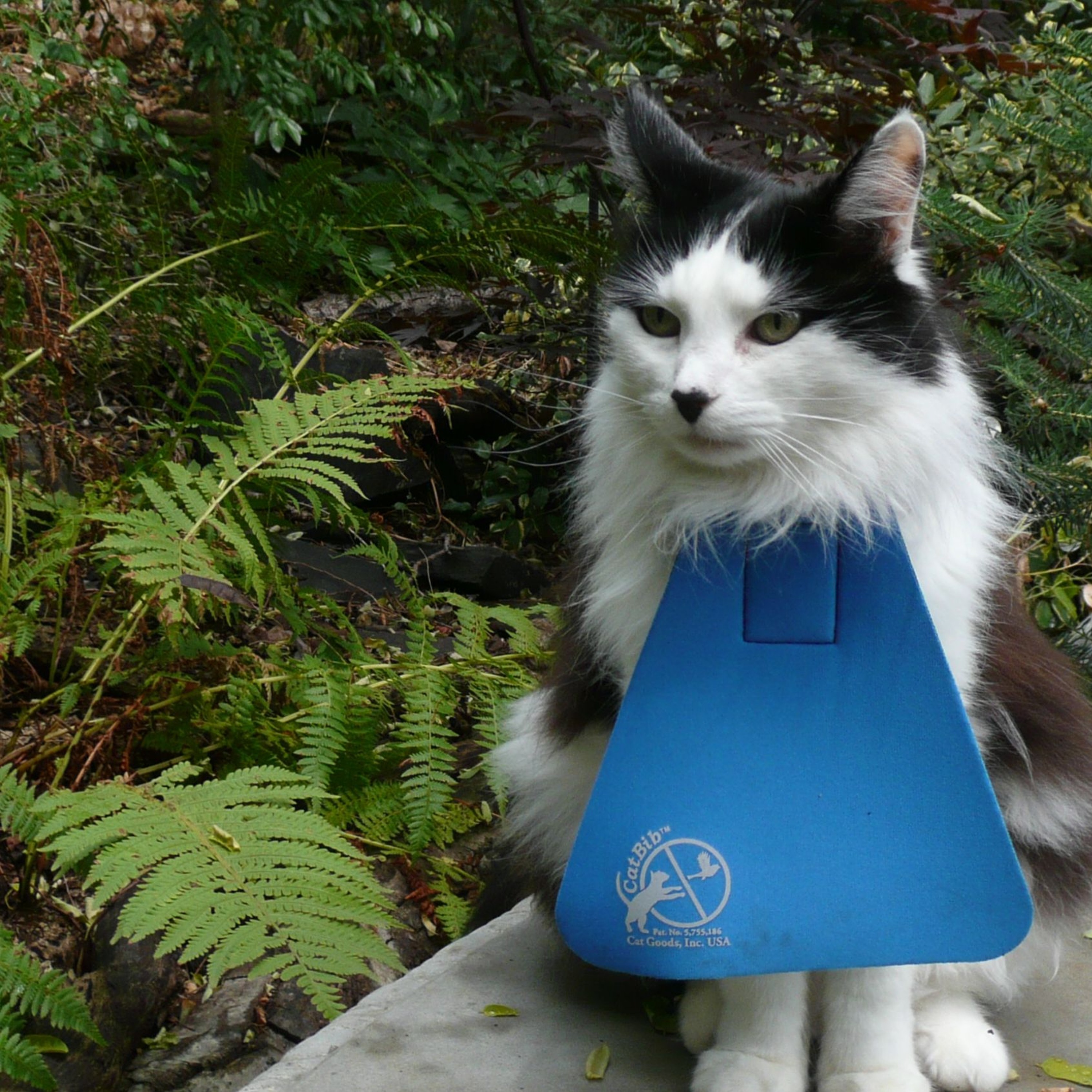 10 min podcast: how to stop cats from hunting