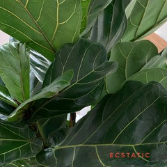 Ecstatic / Live 16.05.21