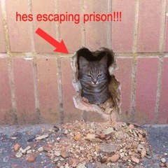 zai animal cookies (extended mix) #coolhashtag