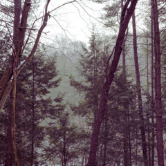 w12 v5 vox demo + bass (to walk the winter forest)