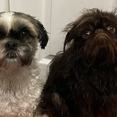 neighbor throwing a party