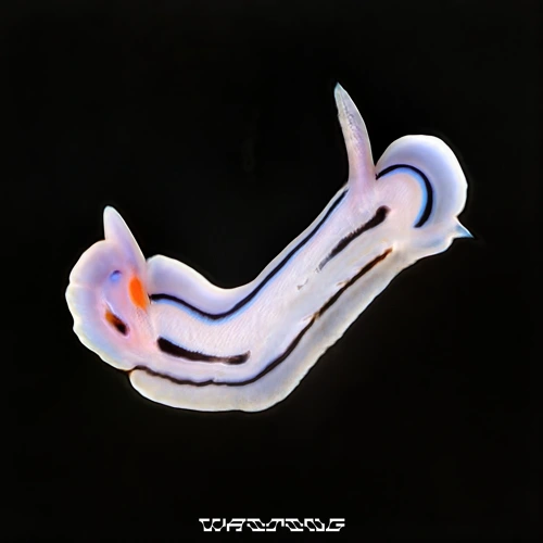 Artwork for the song Waiting (VIP) by Sub Focus by Sub Focus on Next Sound