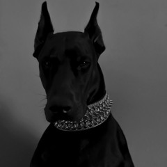 Rich Dog