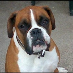 Dogs Journey - (Cotto)