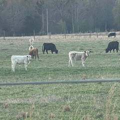 churchill downs freestyle.mp3