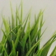 I'll Always Have You