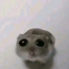 ﻿Sad Hamster Violin Meme (Full)