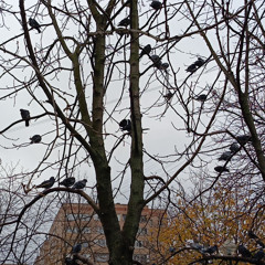 noise music events in your area