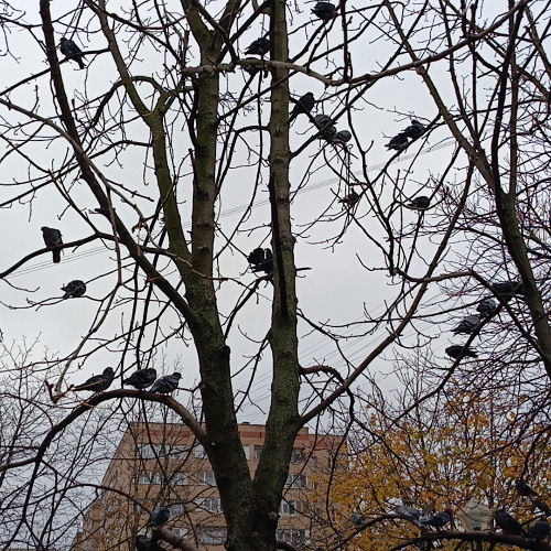 noise music events in your area