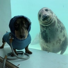 che - who is he (che)