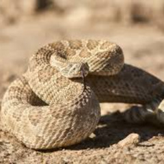 rattlesnake