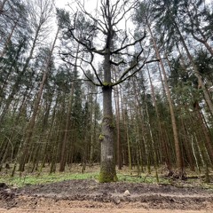 20241025_110000_sounds from the border_strict reserve_BPN_2024