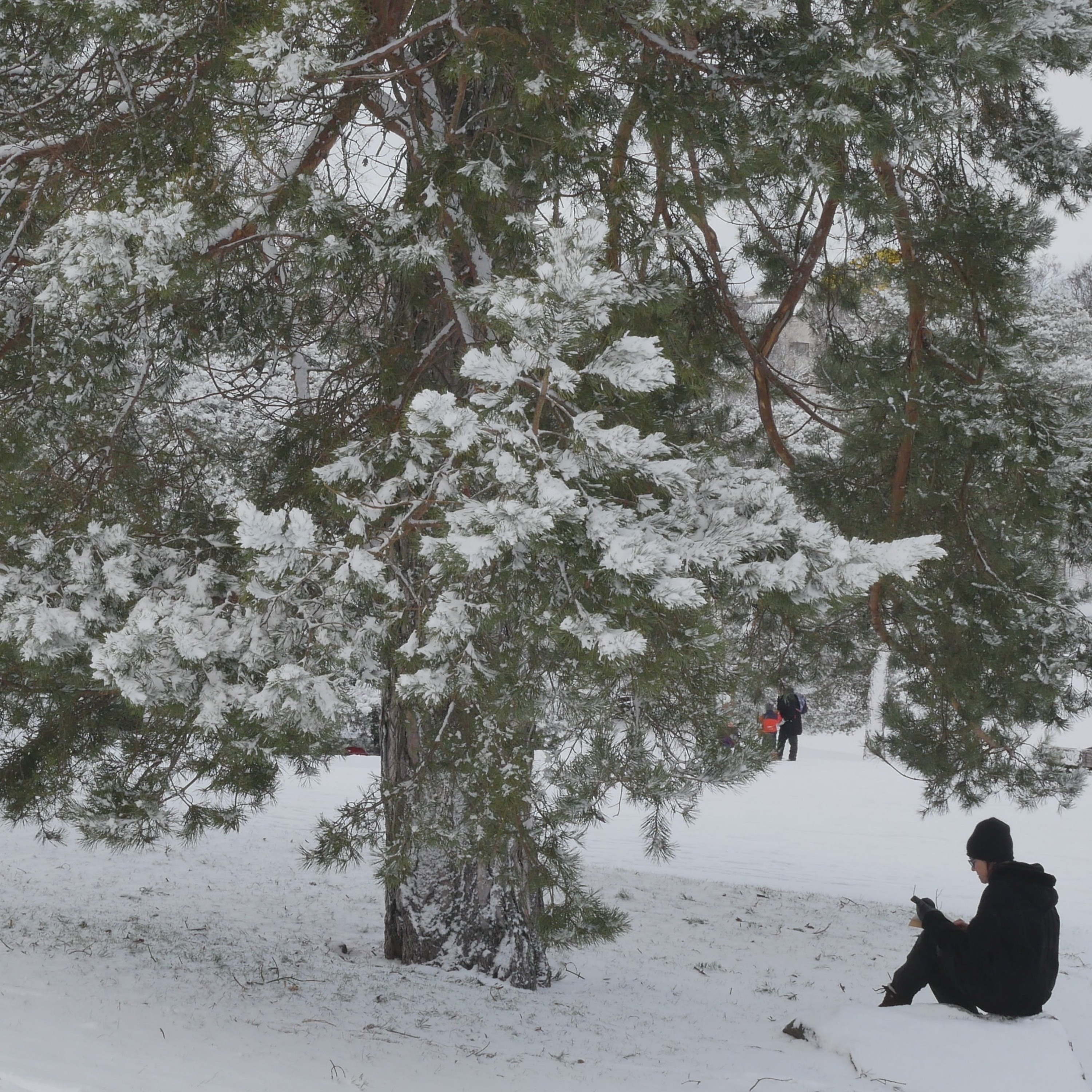 Pondering With A Pine In The Park - 22 episode artwork