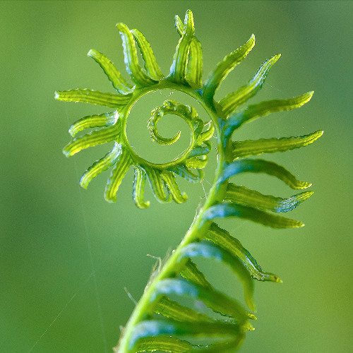 Arcata Sunday Morning 12/15/24