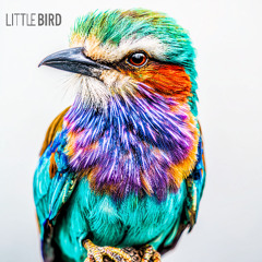 Little Bird (Cover)