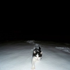 dying (prod. stanthekid)