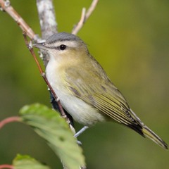 Red-eyed Vireo