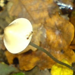 The same Cubensis (2005)