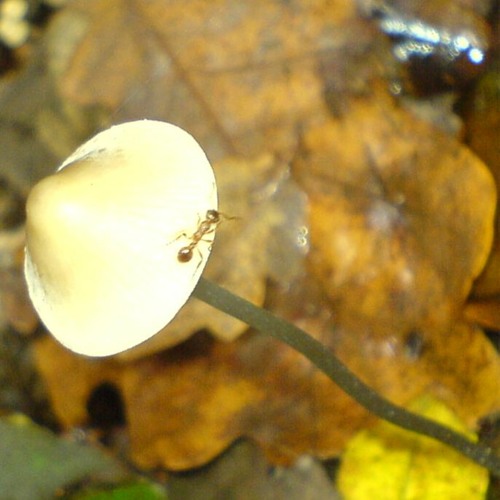 The same Cubensis (2005)