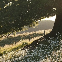 Dream A Little Dream Of Me ~ Ukulele Fingerstyle
