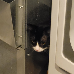 tissue in the washing machine