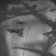 Mechanical Sabbatical