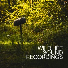 Wildlife Sound Recordings