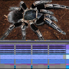 (Ableton-Live: Scary-Dark-Hitech) Track No: 7130.