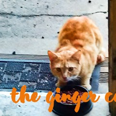 Batara Kado - Ginger Cat Freestyle (In The Studio) @ Auroras Peak