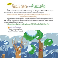 026 ต้นมะกอกและต้นมะเดื่อ