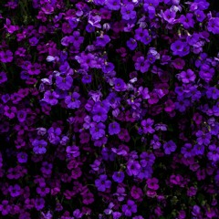 purple dreams.