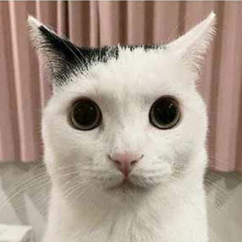 Mr.Kitty - Trauma (slowed)