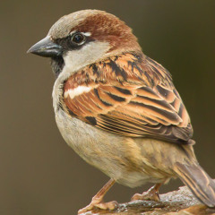 The History and Evolution of the Sparrow