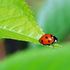 Minuscule (Film d'animation)