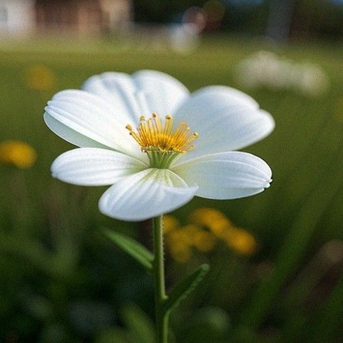 petals｡↷ ✧*̥₊˚‧☆˗ˋ  .*ೃ✧₊˚.❁