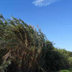Wind In The Trees