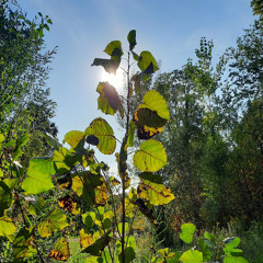 Decomposing - (Cedarwood Sounds)