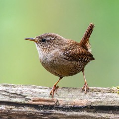 Wren - alarm call