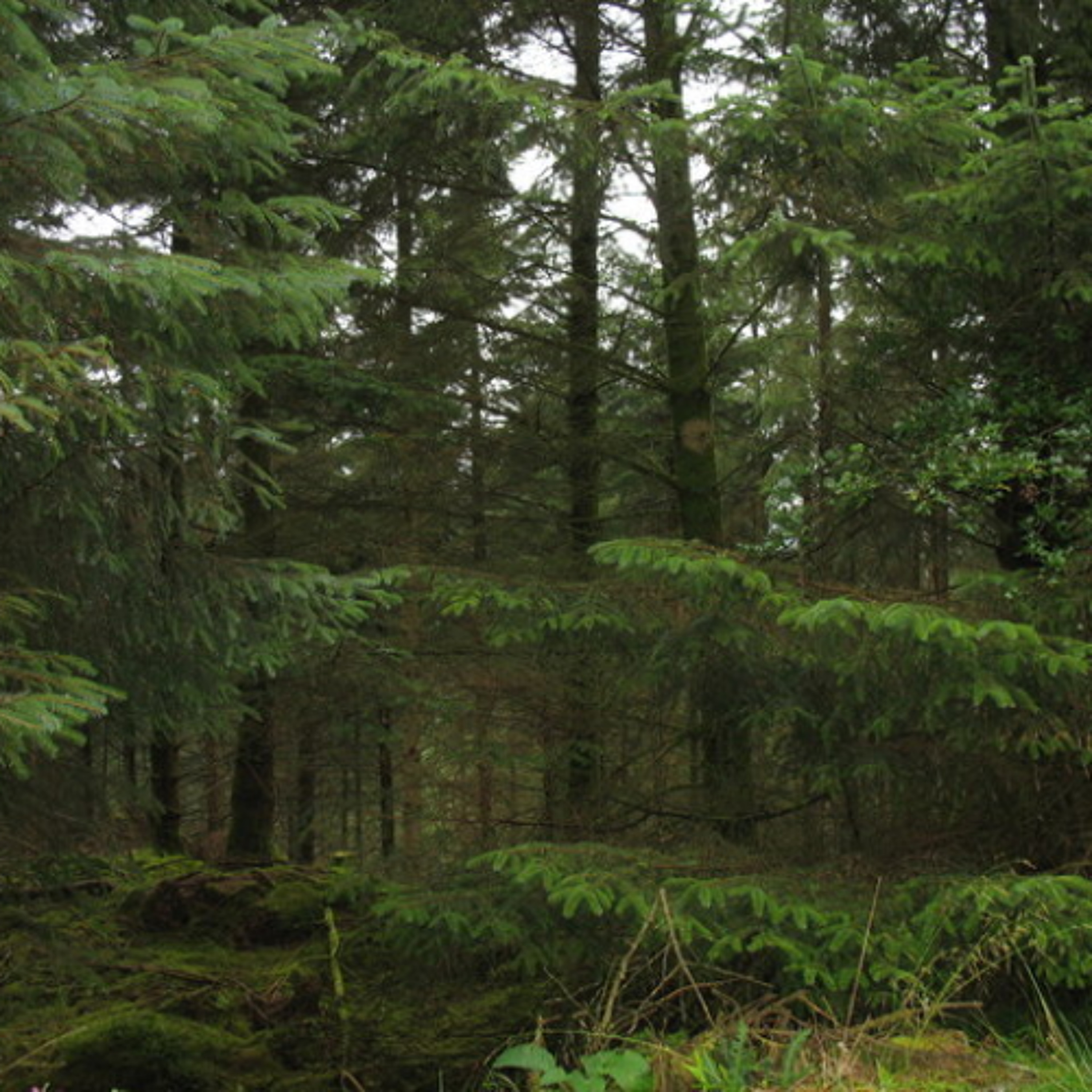 Retreating Into the Dark Forests of the Internet