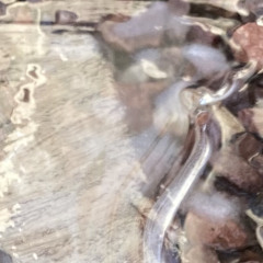 STAMINA (ft Lukas) (prod. key-on)