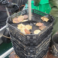 The Scallop Rafts Being Built At Squirrel Cove