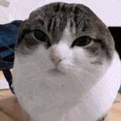 Le Tigre - Deceptacon (sped up, nightcore)